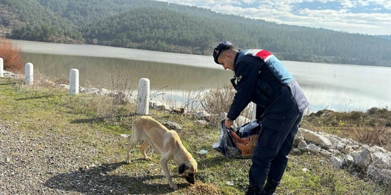 Jandarma Bin 665 Sokak Hayvanına Sahip Çıktı