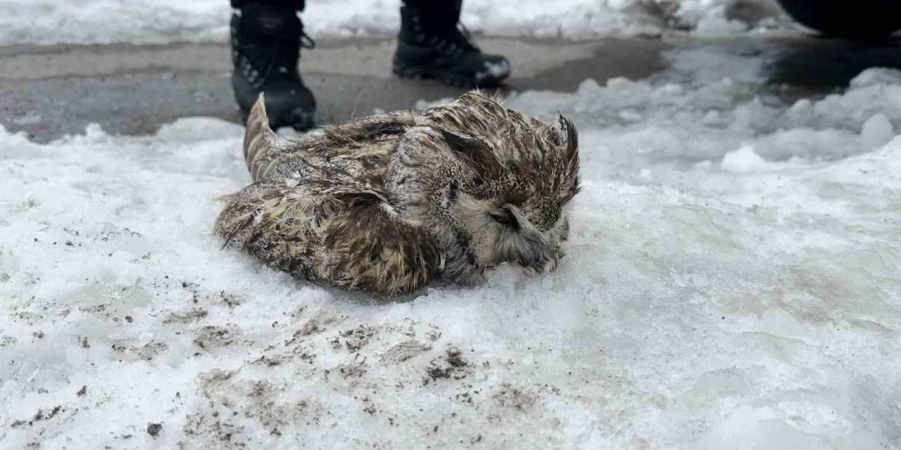 Tatvan’da Soğuk Havadan Dolayı Puhu Dondu