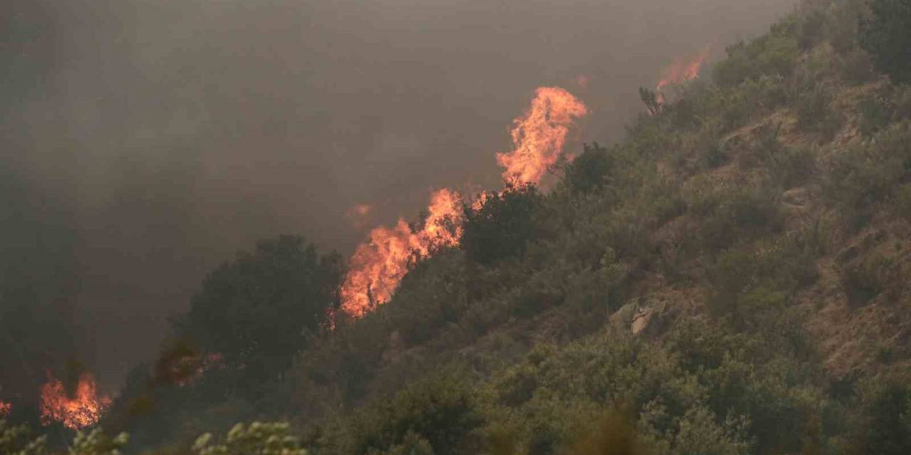 Şili’deki Orman Yangınlarında Can Kaybı 51’e Yükseldi