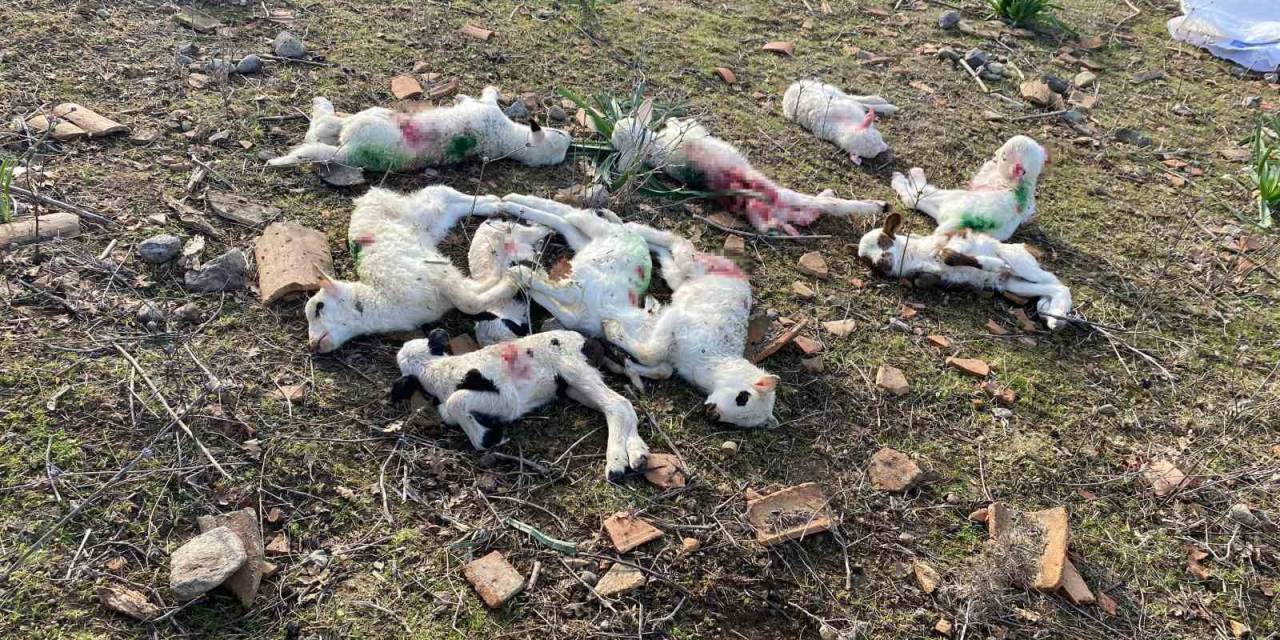 Gökçeada’da Sokak Köpekleri Ağıla Saldırdı, Kuzuları Telef Etti