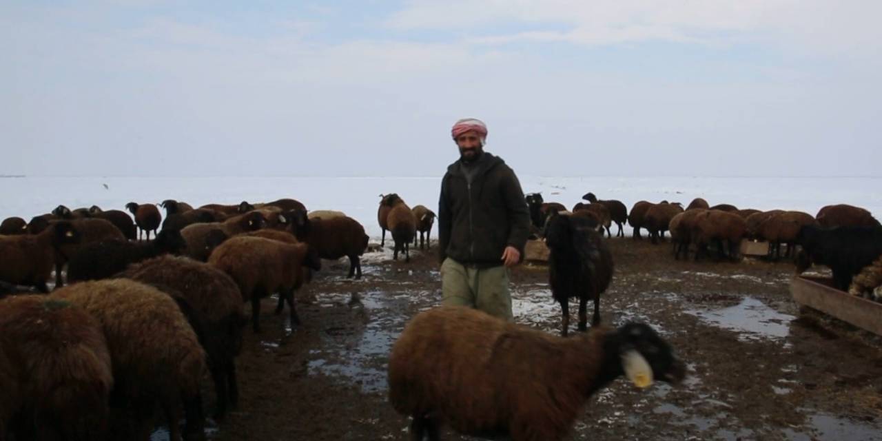 Acıkan Kurt Şehir Merkezine İnerek Bir Köpeği Parçaladı