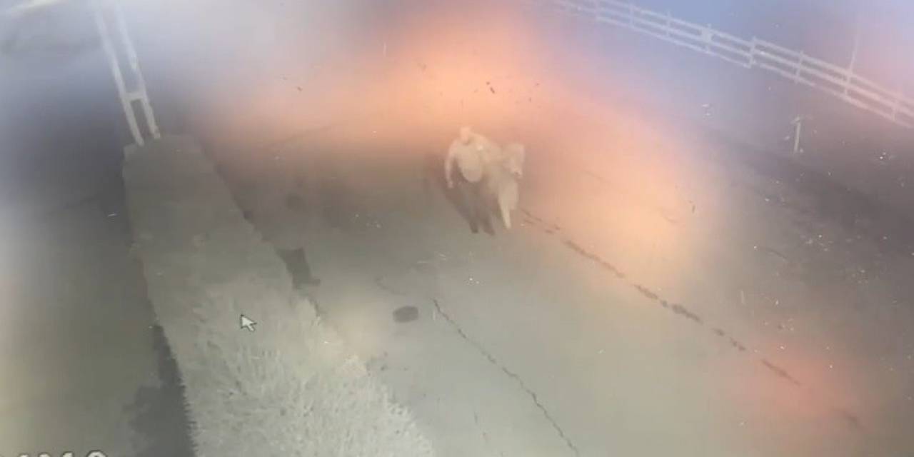 At Hırsızı Yakalandı