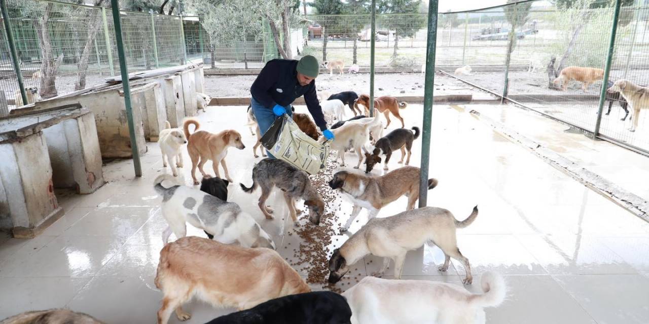 Burhaniye Belediyesi Can Dostlarına Gözü Gibi Bakıyor