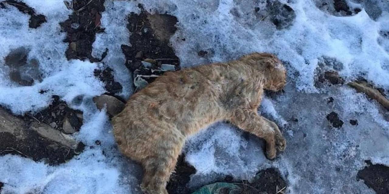 Gümüşhane’de Kuyruğu Ve Kulakları Kesilerek Boş Araziye Atılan Kedi Tepkilere Neden Oldu