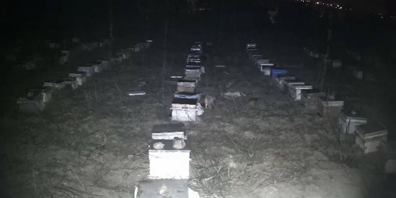 Tokat’ta Çakallar Bal Peteklerine Dadandı