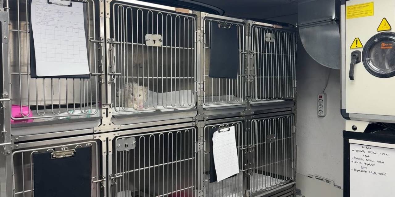 Kediden Kediye Kan Nakli Yaptılar