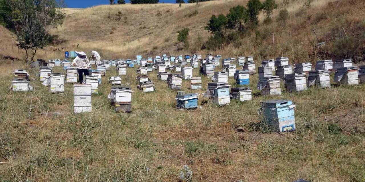 Nakliye Giderleri Gezgin Arıcıları Olumsuz Etkiledi