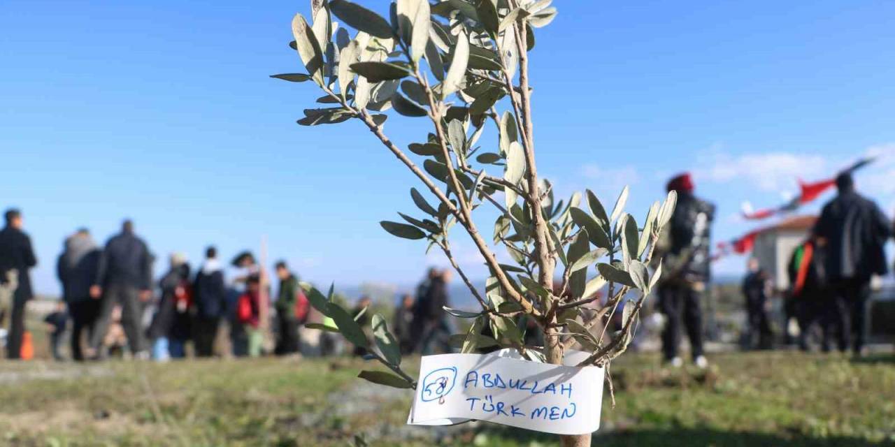 Depremde Vefat Eden 25 Bin İnsanın İsmi Zeytin Ağaçlarında Yaşatılacak