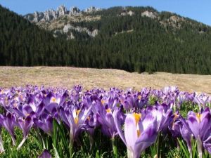 Karadeniz Yaylalarında ‘Vargit’ler Açtı