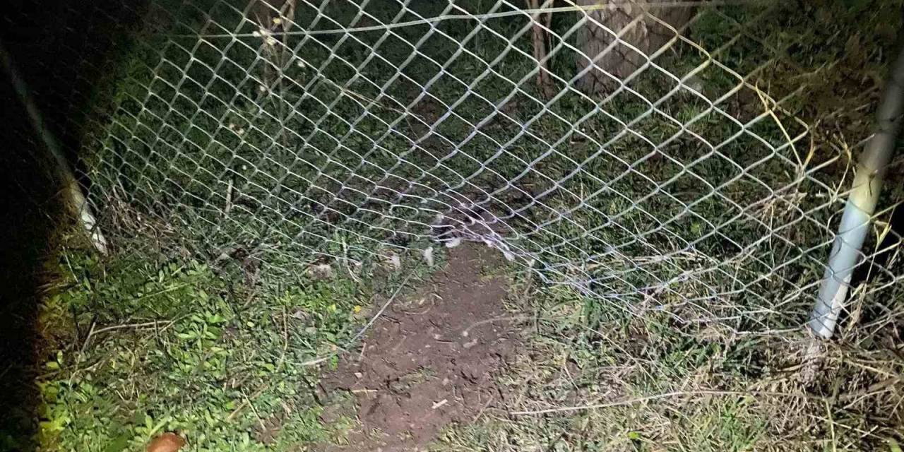 Kaybolan 10 Küçükbaş Hayvanı Jandarma Buldu