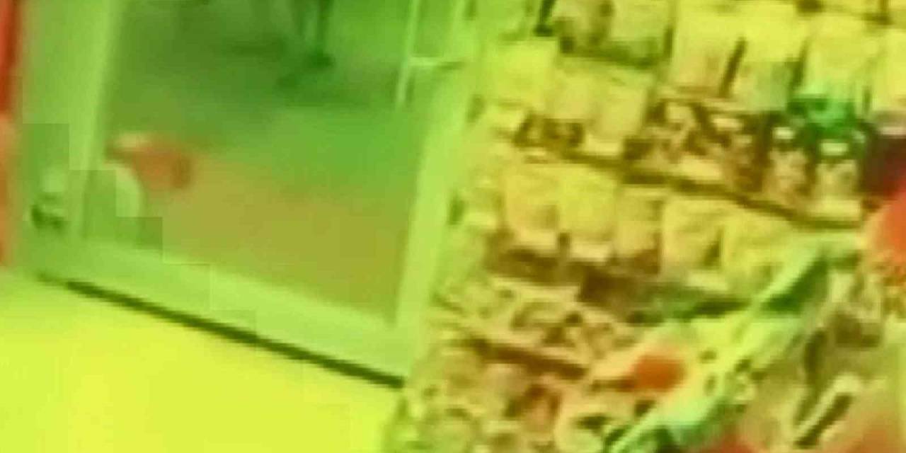 Aç Kalan Kurt, Köpeğe Saldırdı