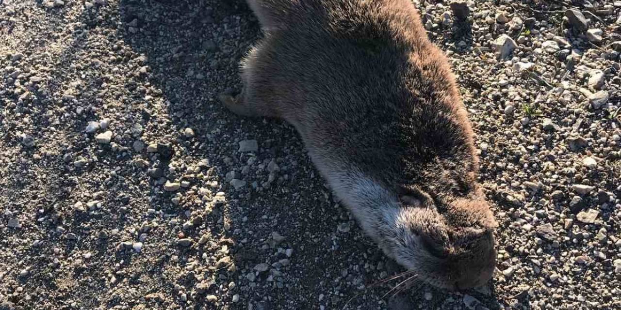Nesli Tükenmek Üzere Olan Su Samuruna Araç Çarptı