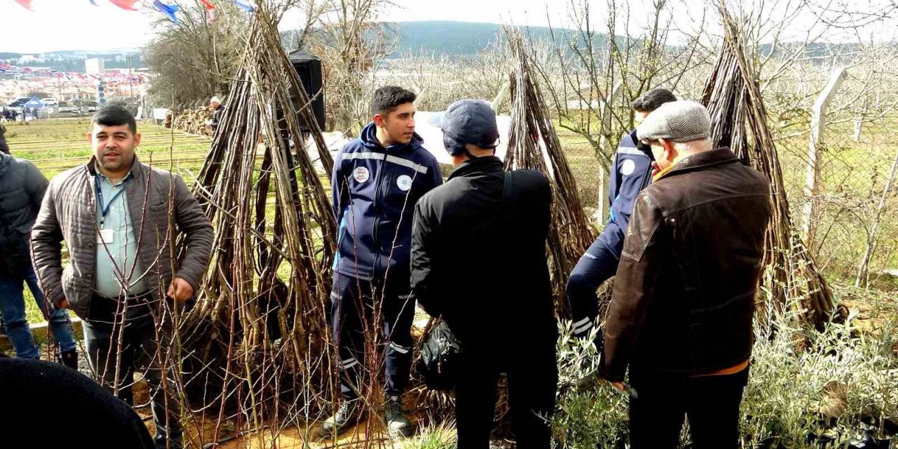 Büyükşehir Üreticilere Meyve Fidanı Dağıtımına Başladı