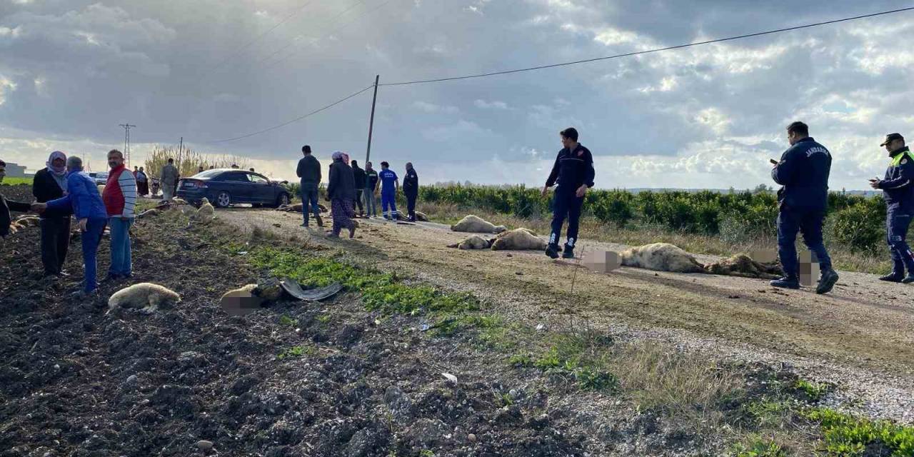 Otomobil Koyun Sürüsüne Daldı 50 Hayvan Telef Oldu