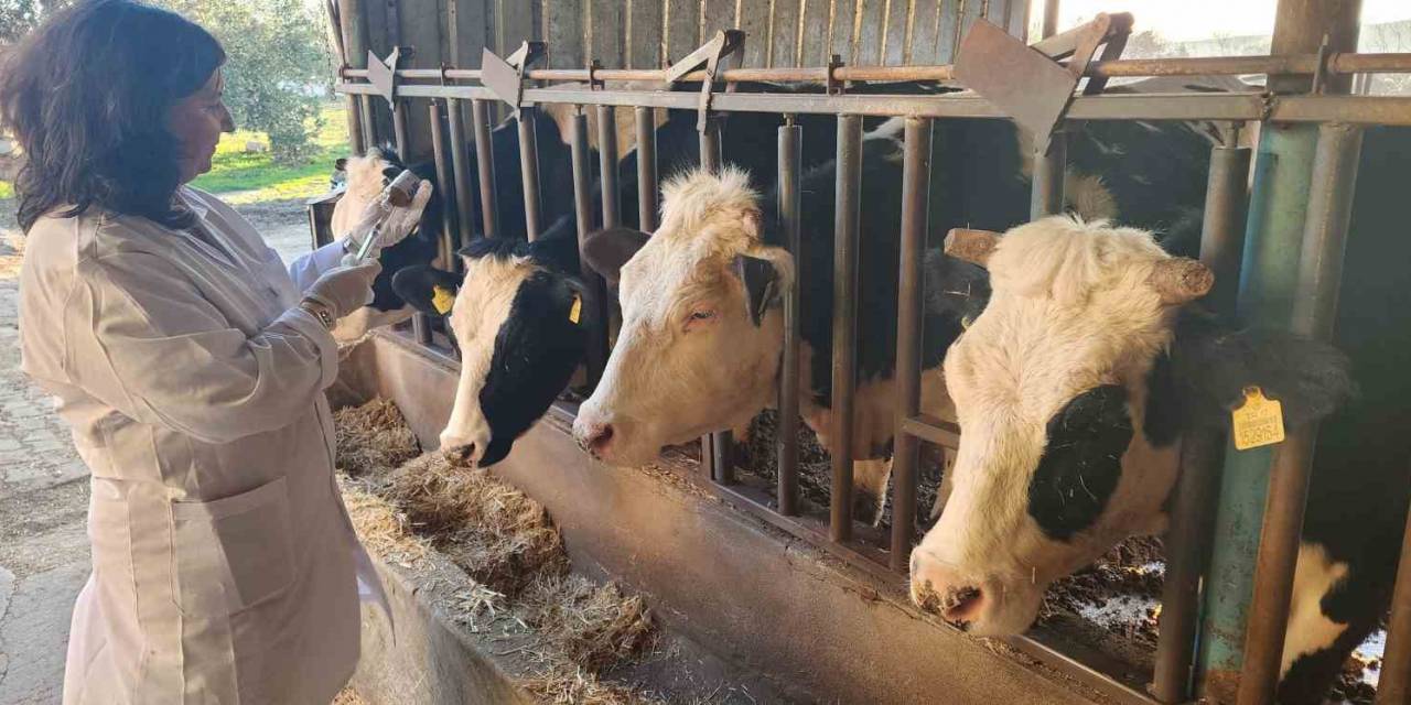 Çanakkale’de 205 Bin Büyükbaş Hayvan Şap Hastalığına Karşı Aşılanacak