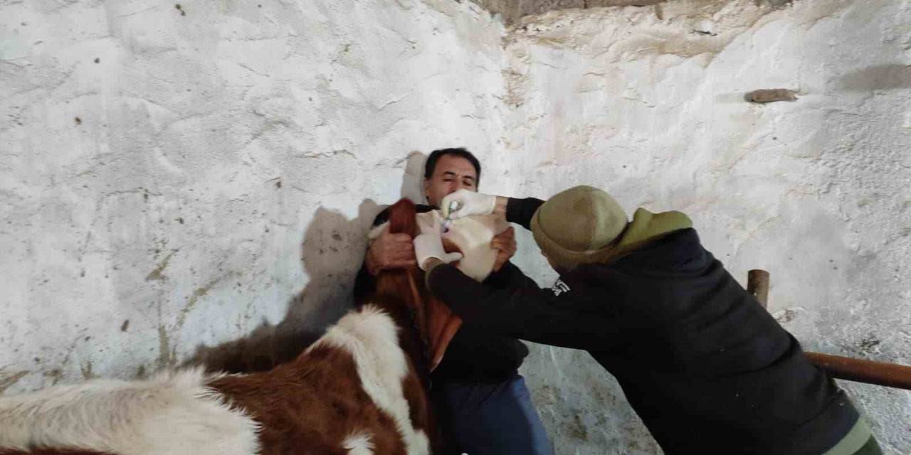 Sinanpaşa’da Şap Ve Brusella Aşılaması Yapıldı