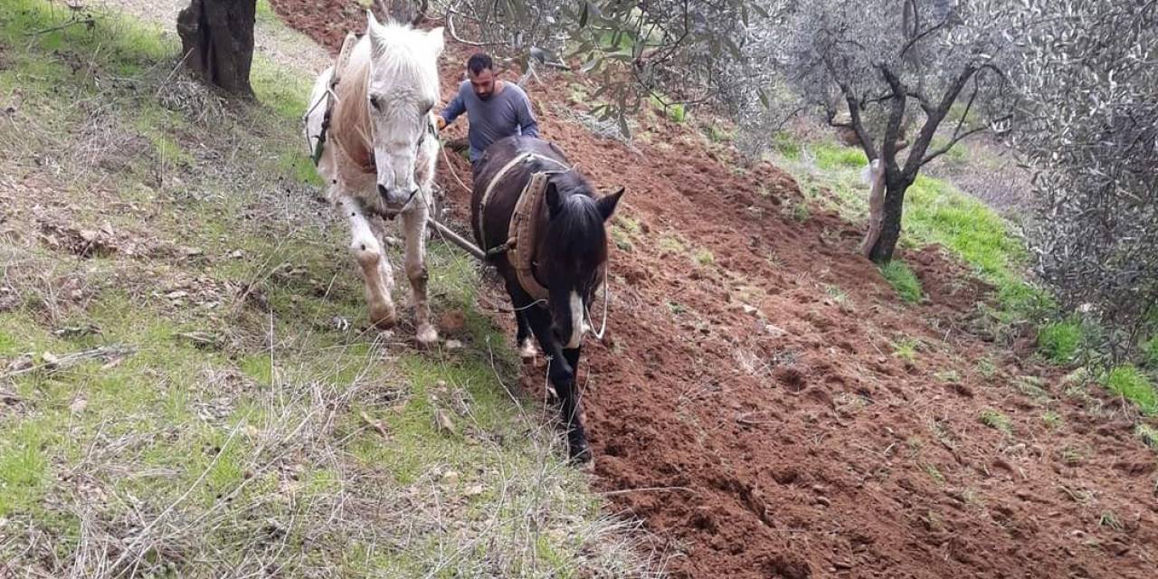 Aydın’ın Dağlarında Atlar, Çiftçinin İmdadına Yetişiyor