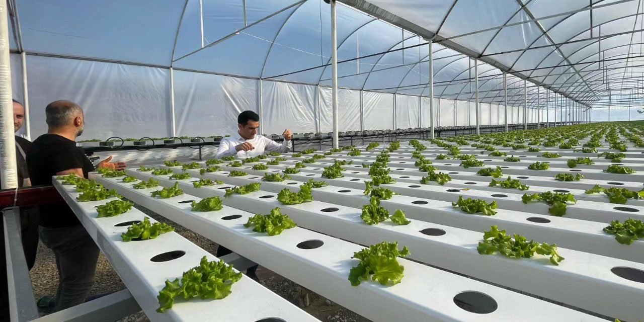 Rize'de Su Kültürü Tekniği ile Sebze Üretimi Başladı
