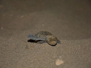 Yavru Caretta Carettaların Hayat Macerası Başladı