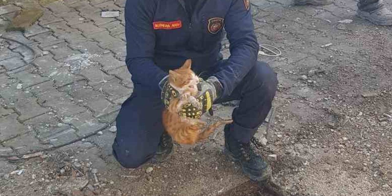 Mazgalın İçinde Mahsur Kalan Kedi İtfaiye Tarafından Kurtarıldı