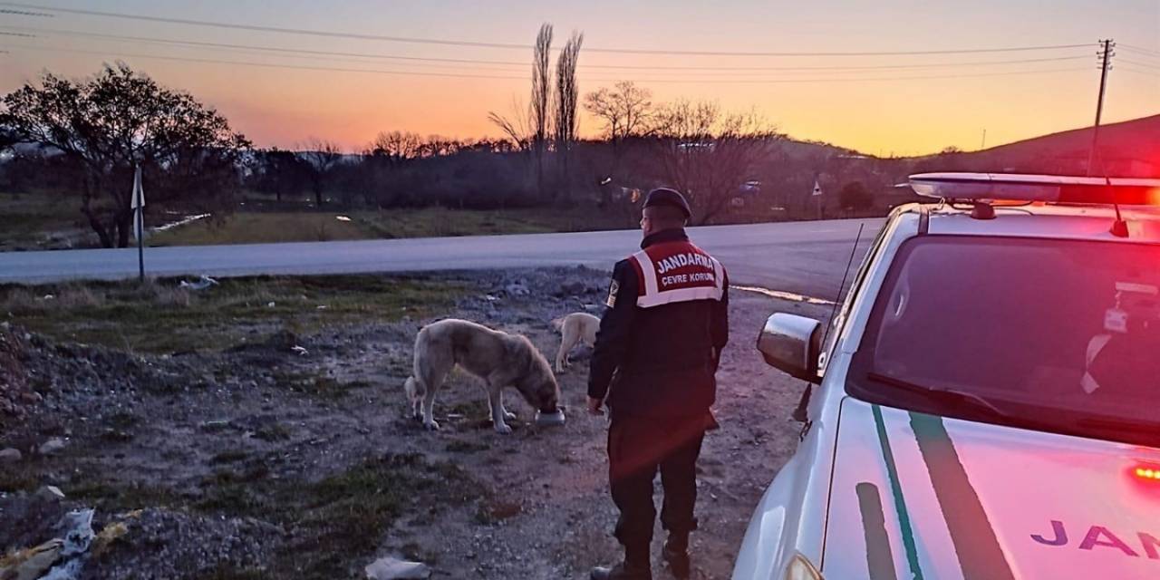 Jandarma Sokak Hayvanlarını Unutmuyor