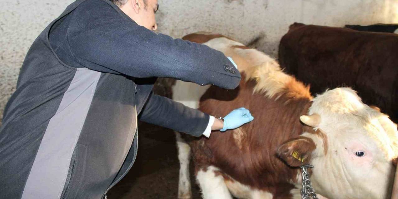 Şap Aşılama Kampanyası Başladı