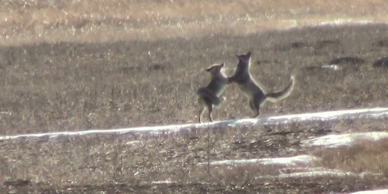 Kars’ta Eşine Kur Yapan Tilki Kamerada