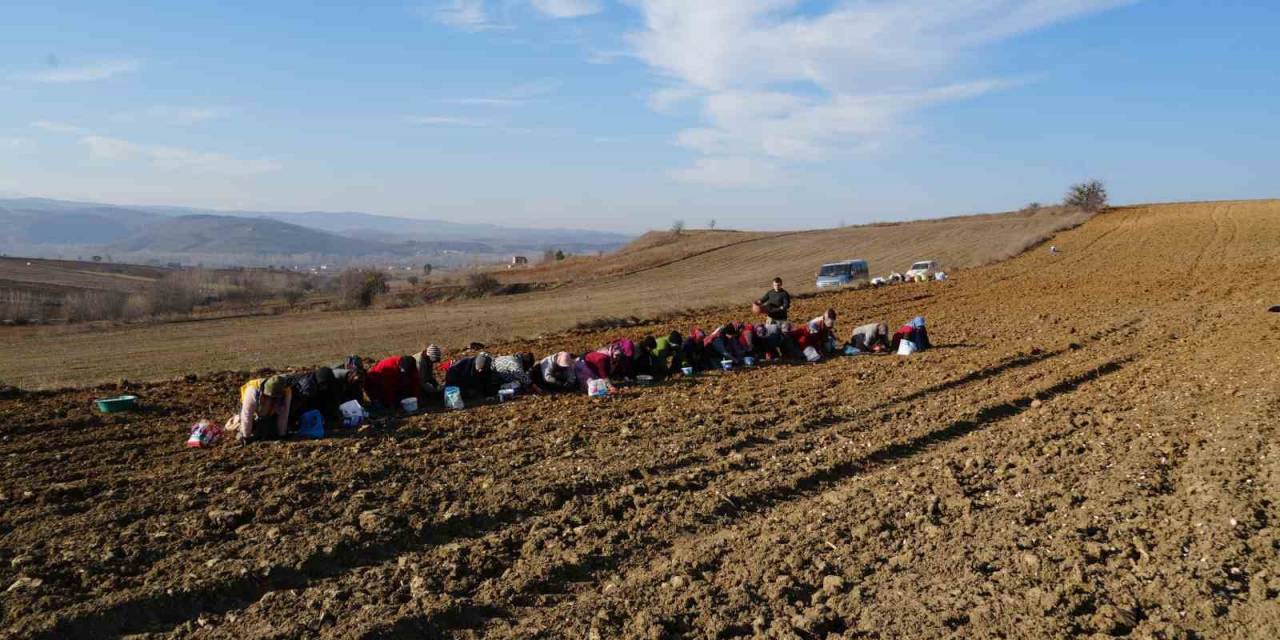 ’beyaz Altın’ Taşköprü Sarımsağı Toprakla Buluşuyor