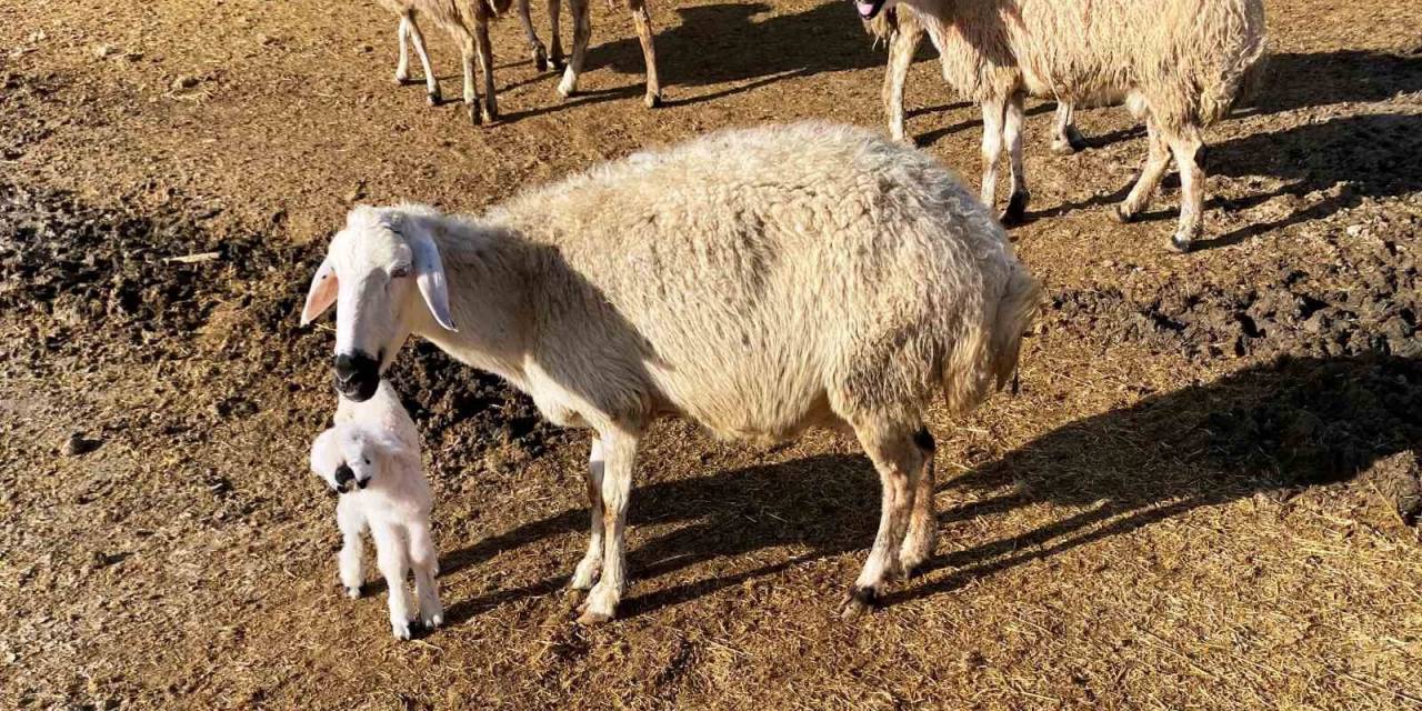 Çenesi Anormal Ve Sol Gözü Olmayan Kuzu, Sahibini Şaşkına Çevirdi