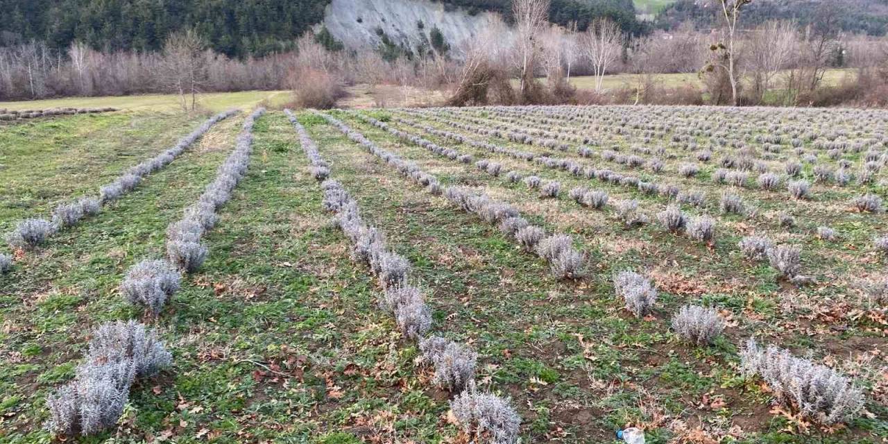 Sinop’ta Yaklaşık 700 Adet Salep Dikimi Yapıldı