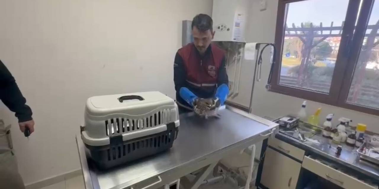 Pendik’te Tedavi Edilen Yaralı Atmaca Doğaya Dönecek