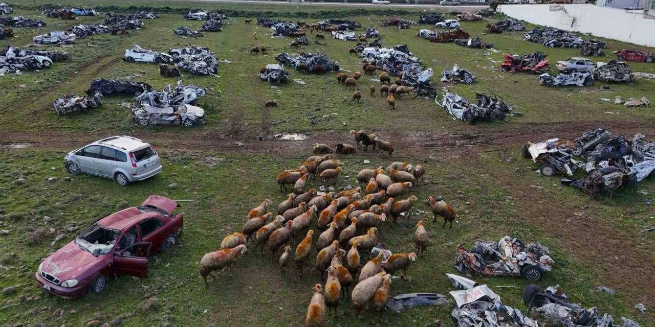 Hurda Araçların Büyük Çoğunluğunun Teslim Edildiği Araç Mezarlığı Koyunlara Otlak Oldu