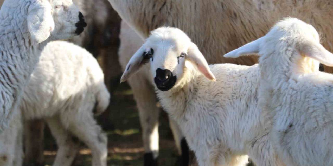 Süt Kuzularının Anneleriyle Buluşma Anı Dron İle Görüntülendi