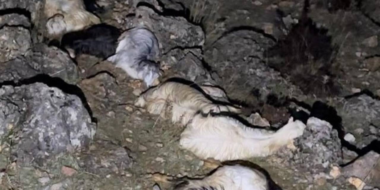 Düşen Yıldırım 25 Küçükbaş Hayvanı Telef Etti