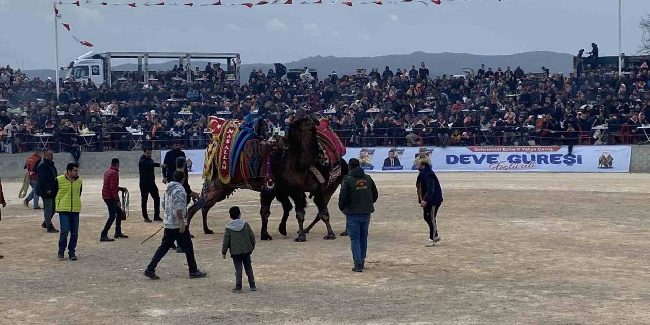 Ezine’de Deve Güreşleri Nefes Kesti