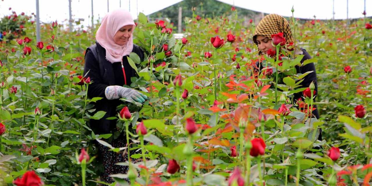 Gül Serada 25, Çiçekçide 100-150 Lira