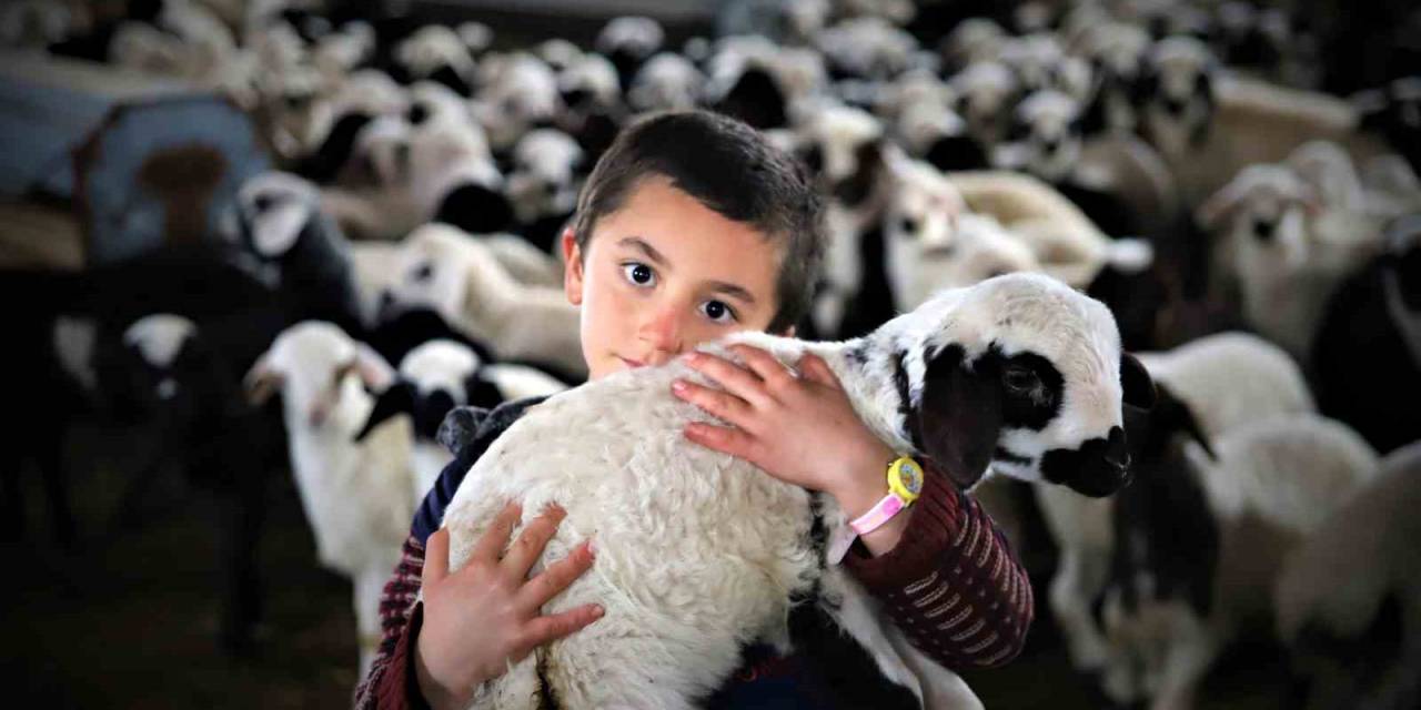 Bayburt’ta Yeni Doğan Kuzularla Birlikte Besicilerde Tatlı Telaş Yaşanıyor