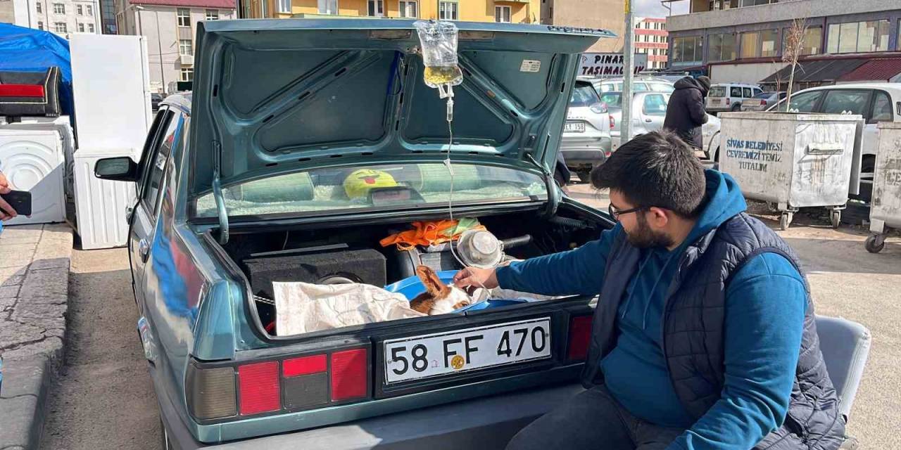 Bagajda Tedavi Gören Buzağı Yüzleri Gülümsetti