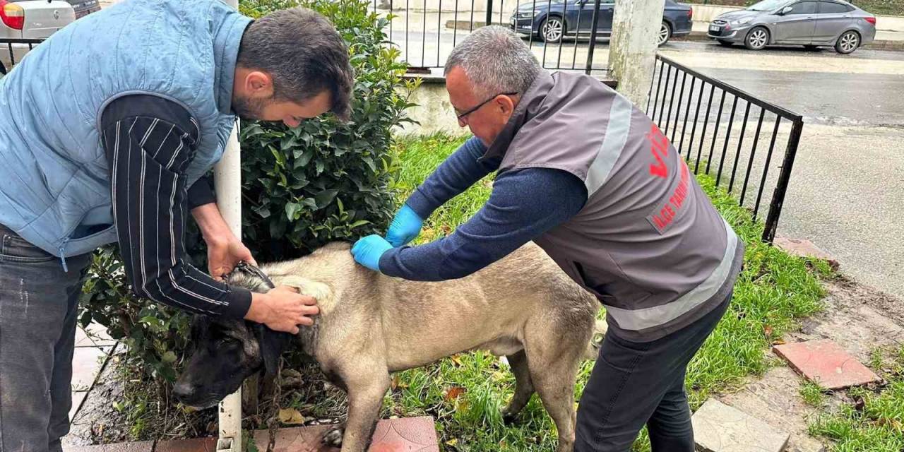 Vize’de Kedi, Köpek Ve Gelincikler Kayıt Altına Alınıyor