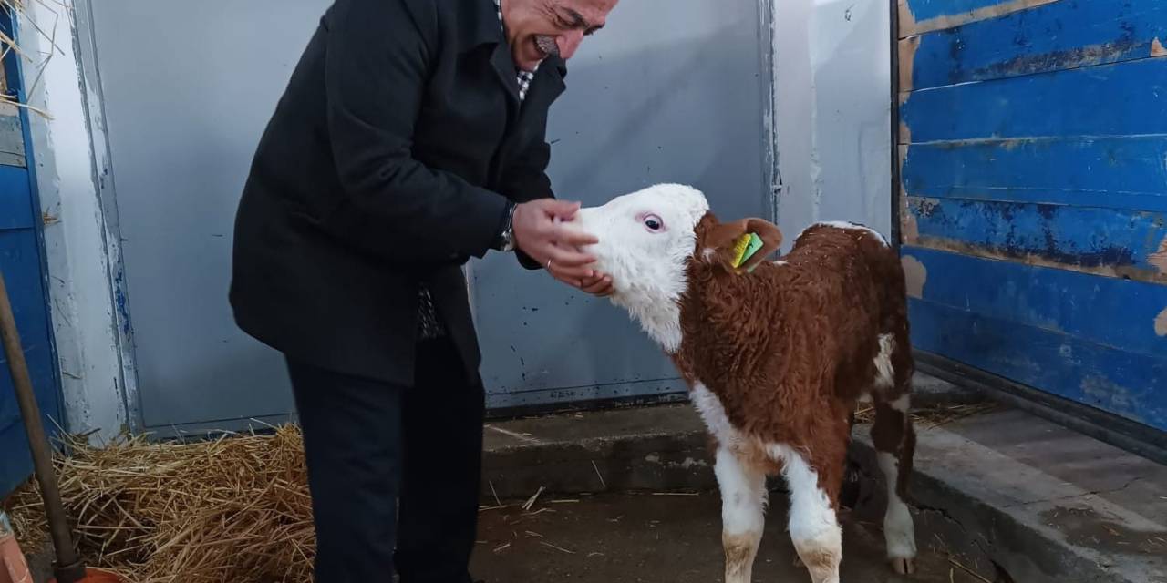 Rektör Çomaklı, Büyükbaş Hayvan Çiftliğinde İncelemelerde Bulundu