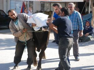 Tokat’ta Acemi Kasaplar Hastanelik Oldu