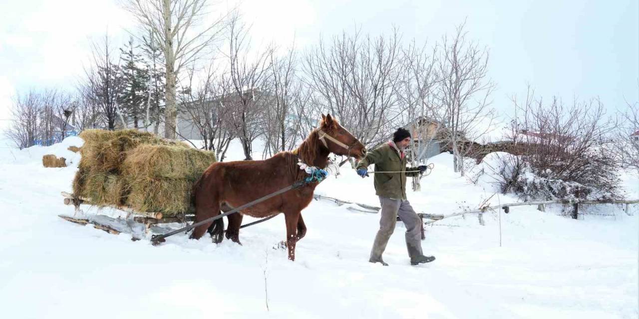 Muş’ta Besicilerin İmdadına Atlı Kızaklar Yetişti