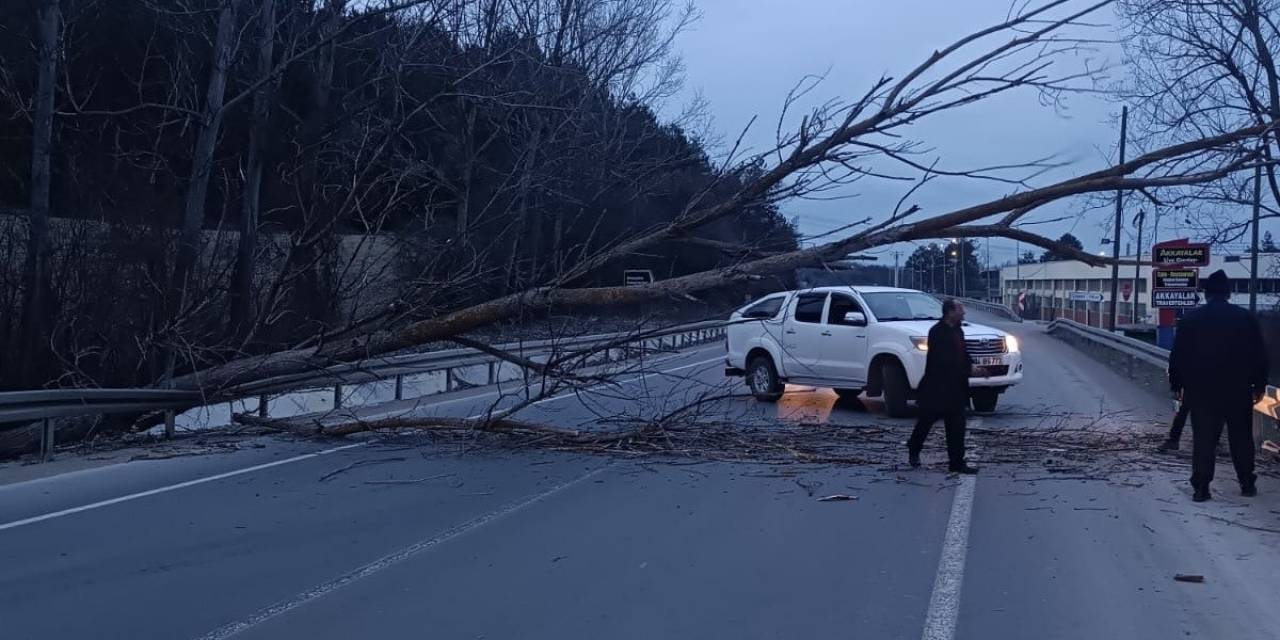 Bolu-mudurnu Yolunda Devrilen Ağaç Yolu Trafiğe Kapattı