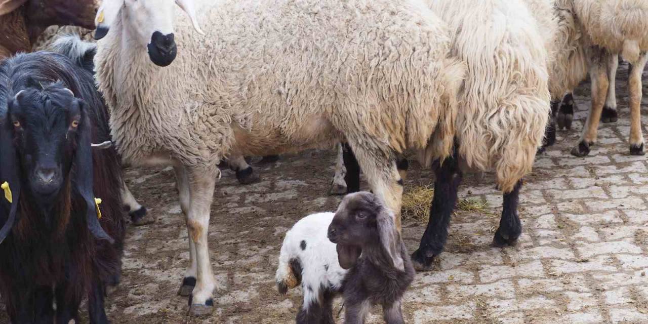 Baharı Müjdeleyen Kuzular Doğmaya Başladı