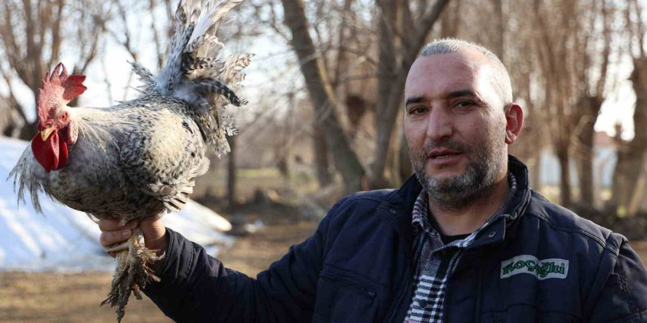 ’anne’ Diye Bağıran Horoz ’canını’ Kurtardı