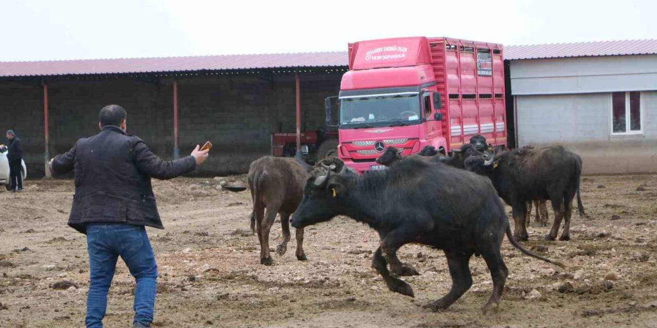 Çivril’in Büyük Umutlarla Kurulan Çiftlikteki Mandalar Satıldı