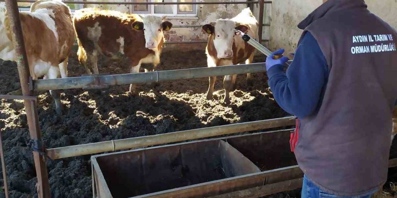 Koçarlı İlçe Tarım’dan Üreticilere “Aşı” Çağrısı