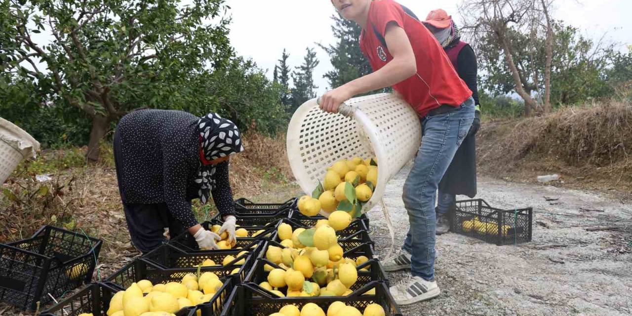 200 Bin Ton Rekolte Beklenen Limonda Çiftçiye Önemli Destek