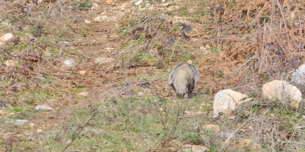 Nesli Tehlike Altında Olan Porsuk Kastamonu’da Görüntülendi