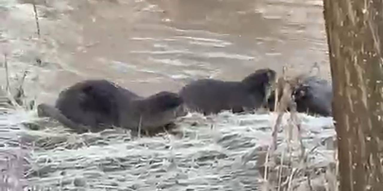 Biri Bile Görülemezken Üçü Bir Arada Görüntülendi